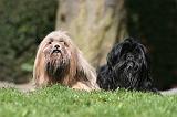 LHASSA APSO 118